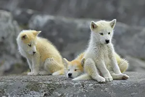 Plate: Three young Greenlandic dogs sitting on a rock slab