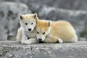 Plate: Two young Greenlandic dogs sitting on a rock slab