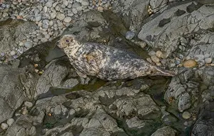 Free: Young Grey seal, Halichoerus grypus on breeding