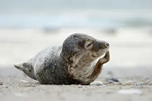 Flipper: Young Grey Seal (Halichoerus grypus) with flipper