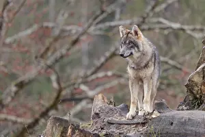 Trunks: A young grey wolf (Canis lupus lupus)