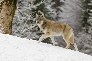 Race: A young grey wolf (Canis lupus lupus) runs across the