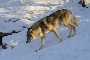 Race: A young grey wolf (Canis lupus lupus) runs across a snow-covered meadow on a cold