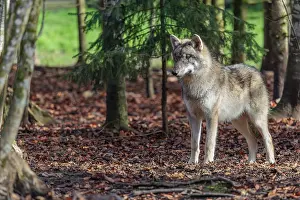 Spectator: A young grey wolf (Canis lupus lupus) stands in the forest