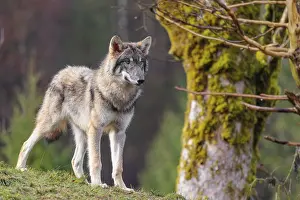 Mosses: A young grey wolf (Canis lupus lupus) stands in a meadow