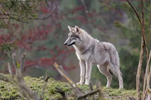 Hills: A young grey wolf (Canis lupus lupus) stands in a meadow behind a dead tree on a hill