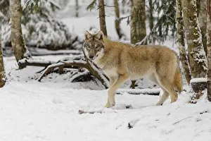 Forest Ground: A young grey wolf (Canis lupus lupus) stands on the snow-covered forest floor on a cold