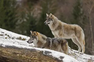 Hills: Two young grey wolves (Canis lupus lupus) stand on a snow-covered hill behind a fallen tree on a cold