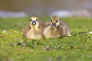 Cuddle: Young Greylag geese (Anser anser) cuddle up to each