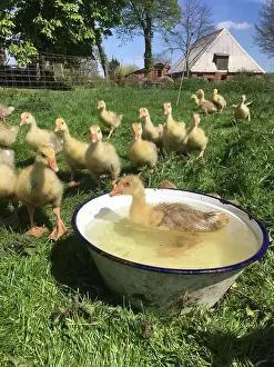 Greylag: Young greylag goose (Anser anser), goslings on the