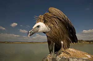 Rive: A young Grifon Vulture (Gyps fulvus) feeding on