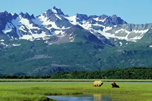 Heavily: Two young Grizzly Bears in coastal sedge meadow