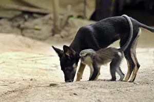 Litters: Young guenon playing with a puppy Cameroon