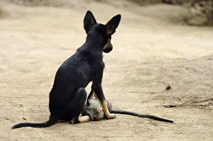 Litters: Young guenon playing with a puppy Cameroon