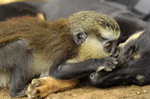 Litters: Young guenon playing with a puppy Cameroon
