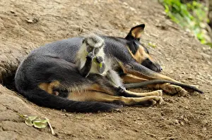 Guenon: Young guenon protected by a dog have adopted