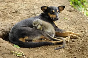 Guenon: Young guenon protected by a dog have adopted