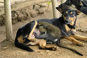 Suck: Young guenon sucking a bitch have adopted