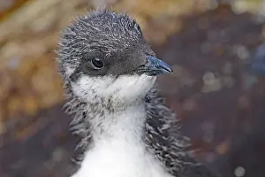 Incubate: Young guillemot, cute, bird rock, Hornnya, Vardn