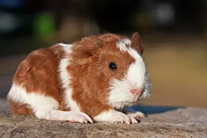 Completely: Young guinea pig (Cavia porcellus)