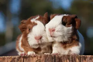 Cuddle: Two young guinea pigs (Cavia porcellus)
