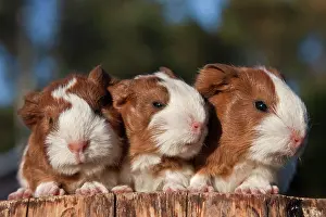 Cuddle: Three young guinea pigs (Cavia porcellus), triplets