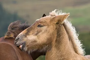 Delouse: A young Haflinger scratching the back of another pre Hohneck
