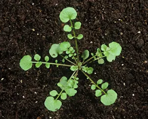 Weed: Young hairy bittercress