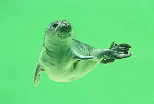 Wate: Young Harbor seal (Phoca vitulina) diving in water