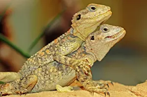 Agama: Two young Hardun Agamas (Agama stellio, Laudakia