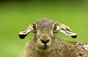 Scared: Young hare
