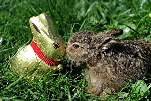 Materials: Young Hare and chocolate Easter Bunny in the grass