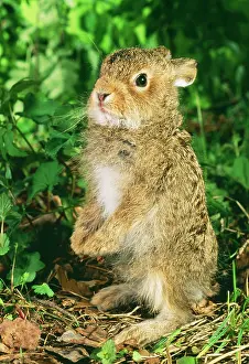 Leverets: Young Hare / Leveret - stands on hind legs