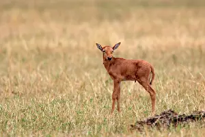 Buselaphus: Young Hartebeest