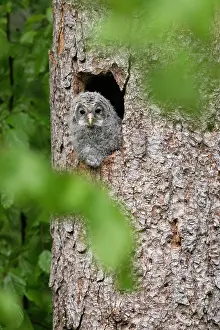 Wald: Young hawk owl (Strix uralensis), looking out of