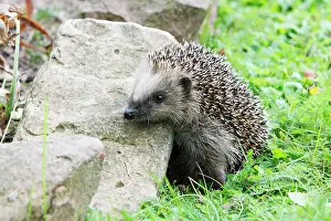 Rockery: Young Hedgehog - climbing over rockery in garden