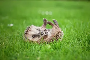 Selective: Young hedgehog (Erinaceus europaeus) lying on its