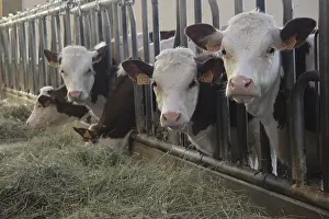 Stalling: Young Heifers in stable France