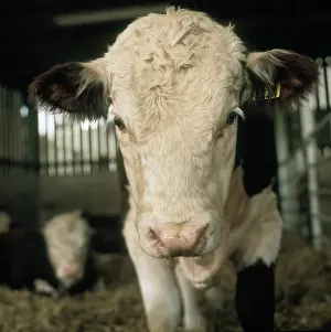 Hereford: Young Hereford bull