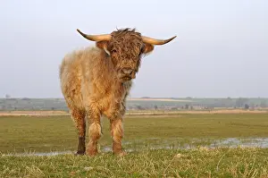 Foreign: Young Highland Cow in a marsh in the Bay of Somme France