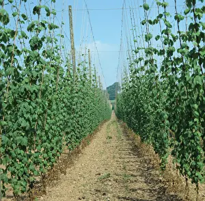 Beer: Young hop bines