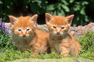 Salicaceae: Young house kittens