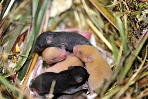 Mixture: Young House Mouse 12 days old in the nest
