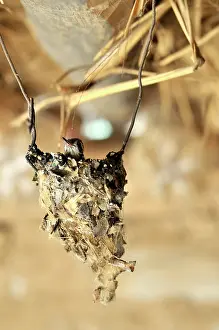 Argentinian: Young hummingbird in a nest, Puesto La Guascha