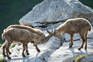 Caprine: Young Ibex ( Capra ibex) male playing fighting between