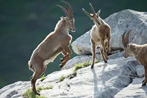 Caprine: Young Ibex ( Capra ibex) male playing fighting between