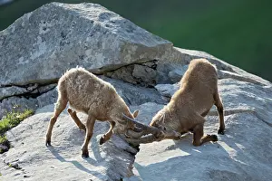 Caprine: Young Ibex ( Capra ibex) male playing fighting between