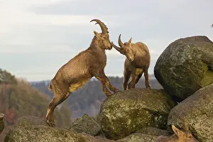 Plays: Two young ibex (Capra ibex) playing on a rock
