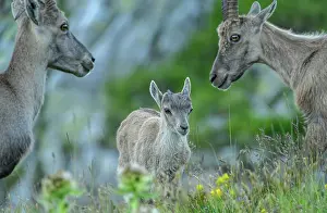 Bob Gibbons: Young Ibex, Part of family group of Alpine ibex