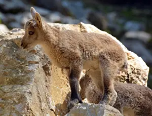 Kids: Young Ibex on rocky slope. European mountains
